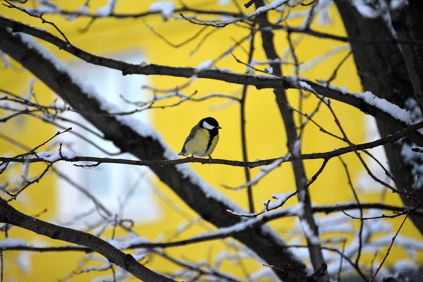 Экологическая акция Покормите птиц зимой чтобы пели вам весной. 2